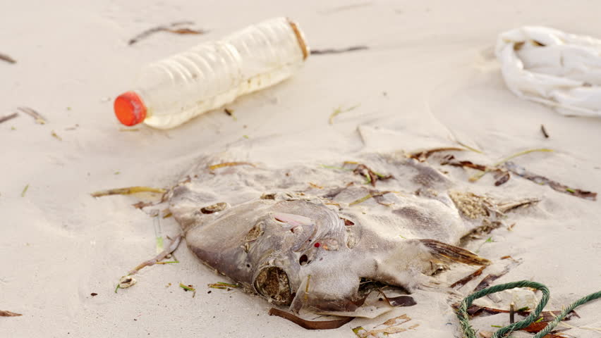 dead fish on beach, plastic water bottle and bag pollution, maggots feeding on decaying animal flesh