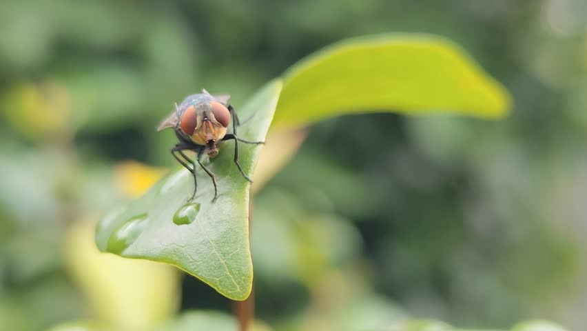 Blow fly sitting on a green leaf. Inflatable fly perched on green leaf with natural blur background.