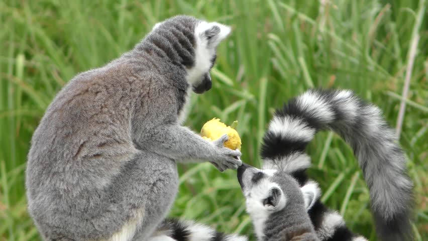 Ring-tailed Lemur Eating Fruit in Grassy Habitat