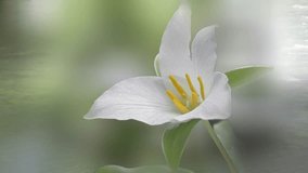 Delicate White Trillium Flower Close-Up Macro Photography - Powered by Shutterstock - Get 15% off with code: PIKWIZARD15
