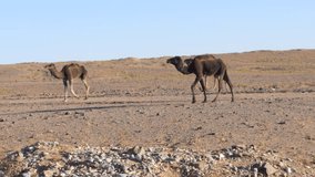Camel Caravan Across the Moroccan Desert: A Journey Through the Sands of Time - Powered by Shutterstock - Get 15% off with code: PIKWIZARD15