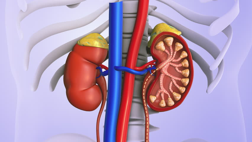 Kidneys Regulating Body Urinary Output System