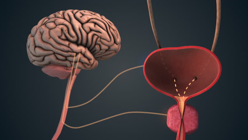 Neural Control of Bladder by Brain Signals