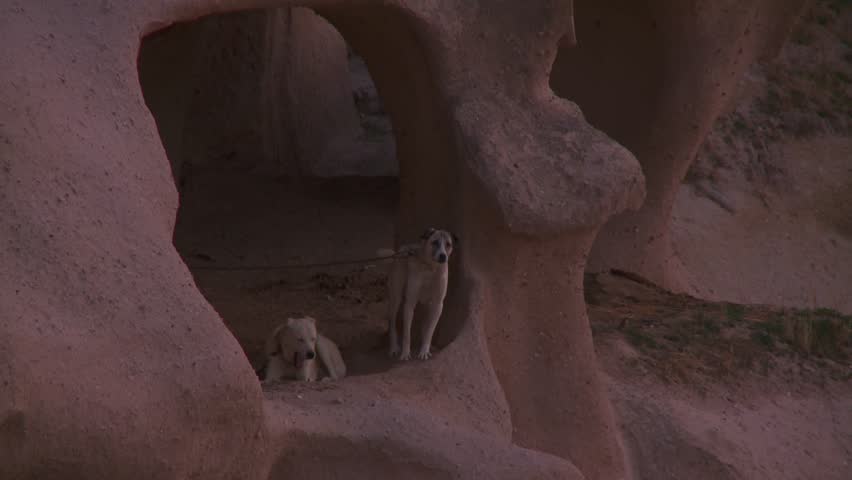 Two dogs barking in a rock cavity, Cappadocia