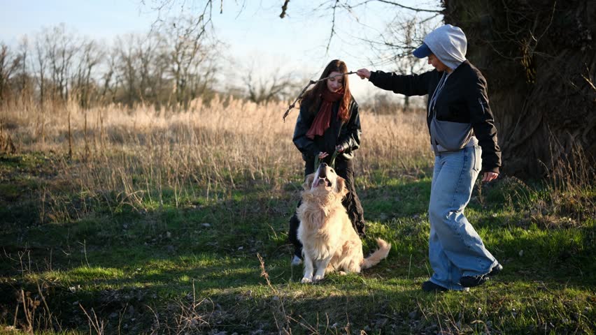 Adorable Golden Retriever Jumping On A Training And Playing Outdoors