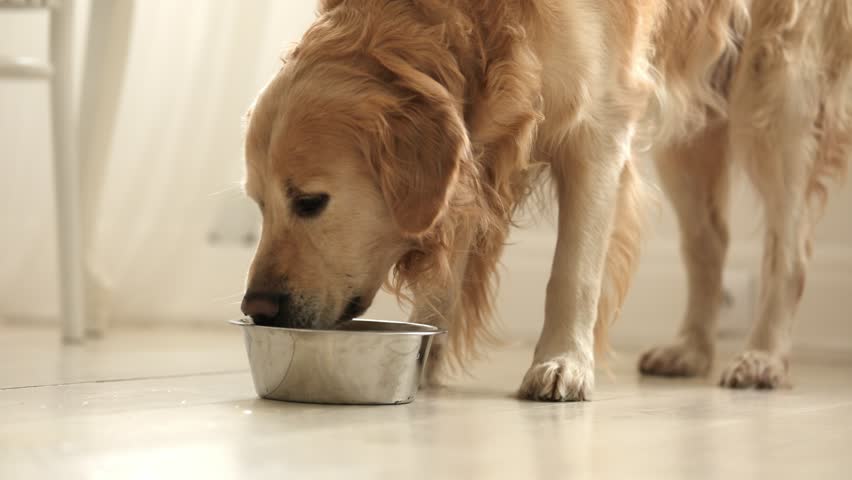 Adorable Golden Retriever Dog Drinking Water From Food Bowl Close Up