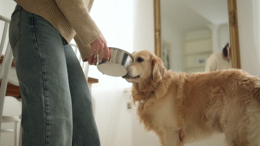 Female Owner Gives A Food Bowl To An Adorable Golden Retriever Drinking Water