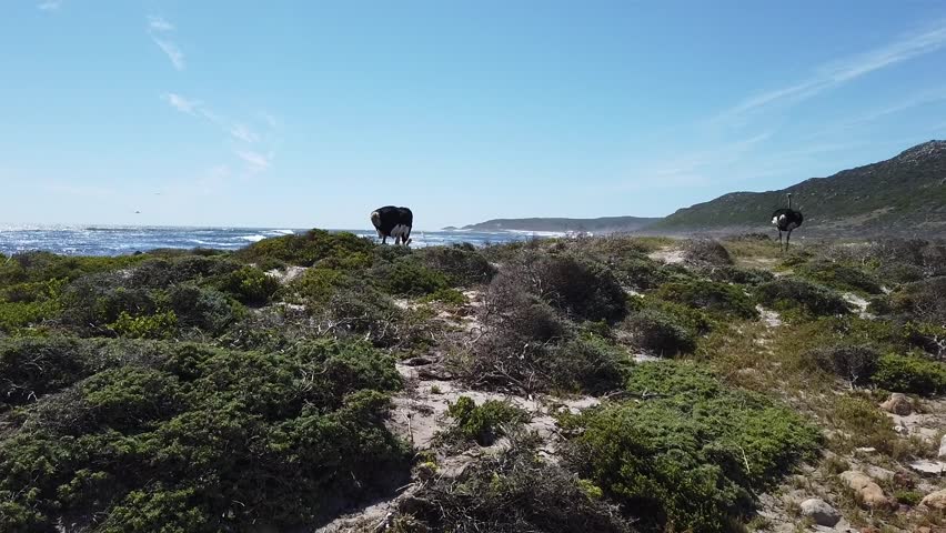 Cape Point Walk Tour near Ocean