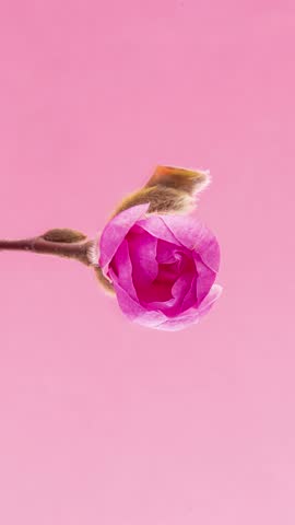 4K Time Lapse of flowering Magnolia on pink background. Spring timelapse of opening Sakura flowers on branches Cherry tree.