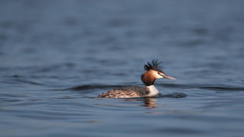 Great Crested Grebe Bird Floating On The Pond Water