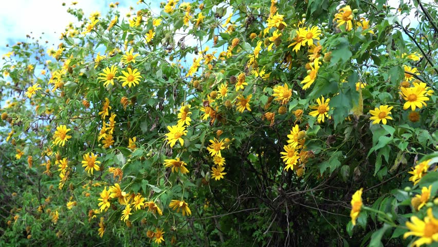 Blooming Tree marigold, Mexican sunflower, Japanese sunflower or wild sunflowers (Helianthus tuberosus). Macro close up of tall flowers isolated on blue sky.