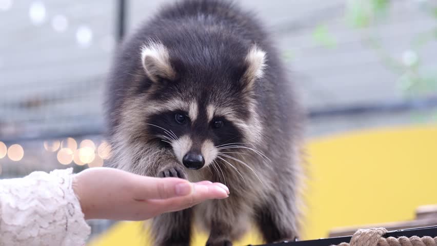 Common raccoons are cared for, petted, and fed by human hands in zoos. Raccoons are a native North American mammal. This is the largest species in the Raccoon family