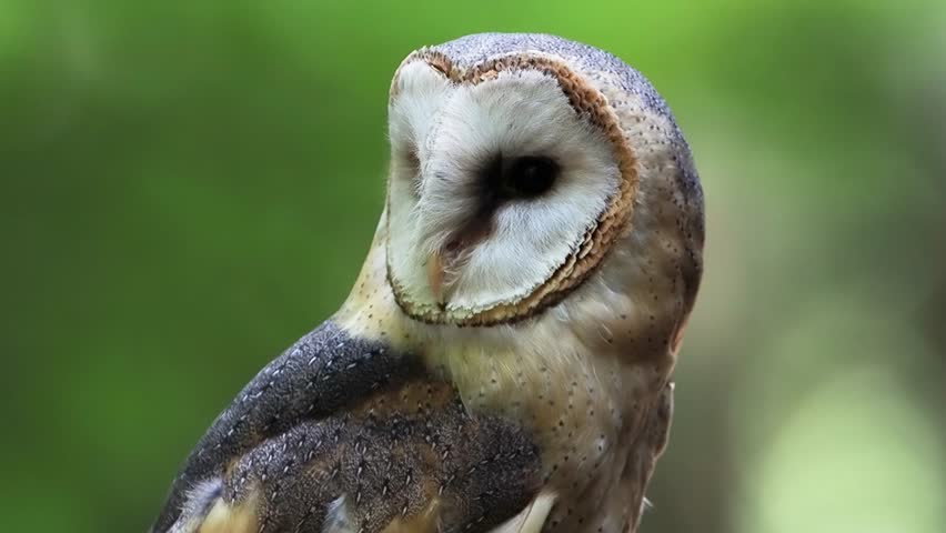 barn owl speckled on a blurred background slow motion