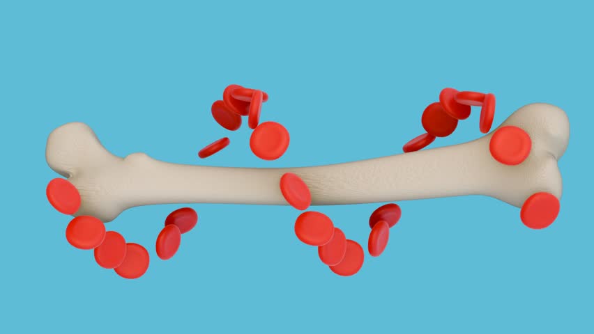 A 3d animation of scattered red blood cells or erythrocytes and a femur bone, representation of where these crucial oxygen-carrying blood cells originate.