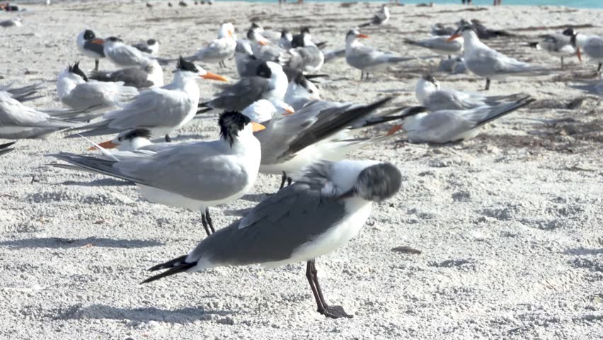 Laughing gull and royal tern birds preening on Reddington Beach Florida