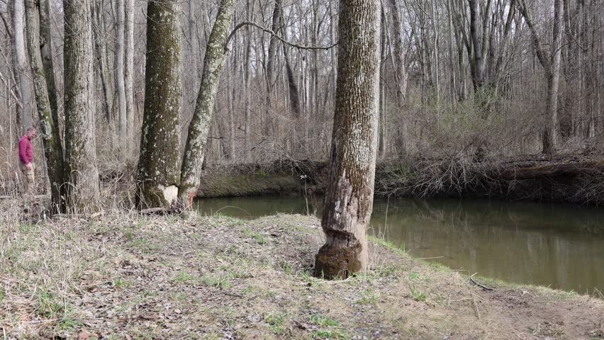 Man hiking with his dog stops to investigate beaver activity along a creek