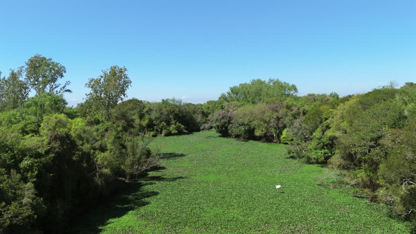 Wide forest glade bordered by dense trees while a white heron flying over the river in bright daylight.