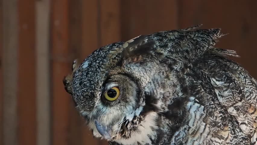  bubo bubo preens its feathers slow motion