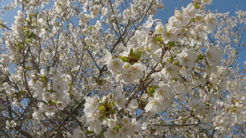 Camera moves around branches with white flowers of Yoshino cherry blossoms in spring, against blue sky background, backlight with sun glare, bottom view