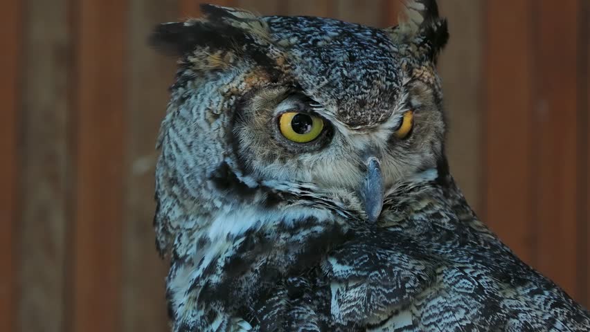 bubo bubo screams, natural scream, live sound