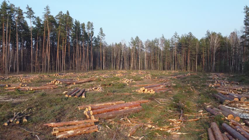 Aerial evening view shows deforestation and scattered tree logs. Aerial perspective reveals a recently deforested area with scattered logs, tree debris and branches