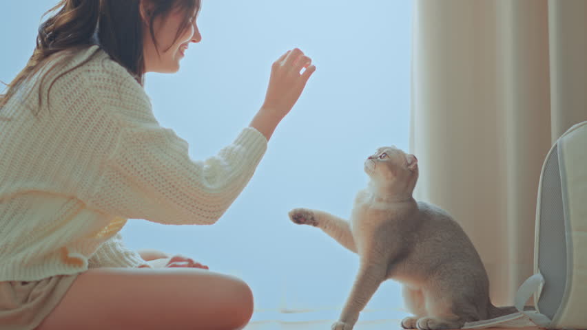 Happy young asian woman trainer owner training Scottish fold cat to do trick by standing on back hind legs at home room, eating treat for reward