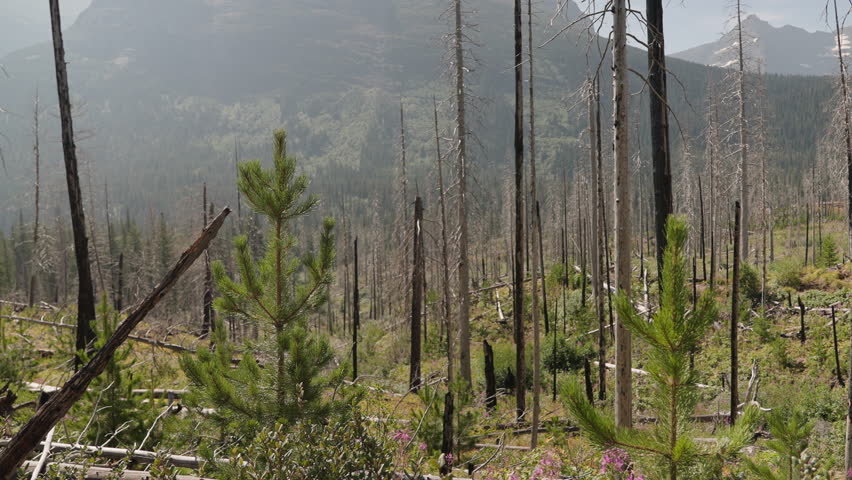 Forest of bare trees in Montana, evoking rebirth and nature’s quiet resilience