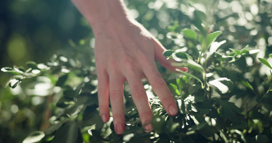 Outdoor, hand and person by bush of plants for sustainability, eco friendly or horticulture. Nature, garden and closeup of botanist touch green leaves for connection in park for ecology environment.