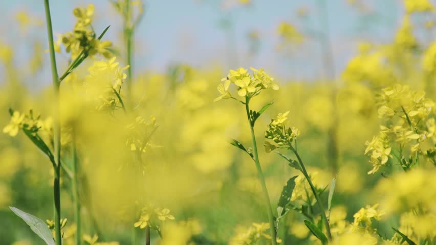 4K. Yellow flowering field of rapeseed. Rapeseed in an agricultural field, close-up. Blooming rapeseed field.