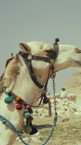 Funny and proud camel near pyramids in Egypt, close up of muzzle, famous tourist destination and animal of desert. Excursion trip to historical landmarks, attractions and entertainment for tourists