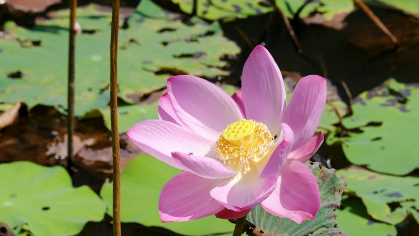 Vibrant Pink Lotus Flower Blooming in Sunshine Among Floating Green Leaves