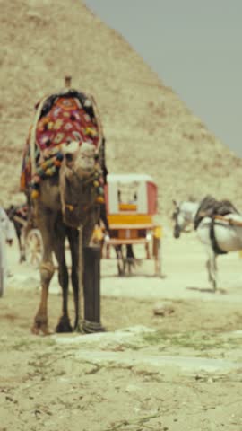 Camel and carts near pyramids in Giza, touristic location and attraction, vertical video. Sunny day in desert in Egypt, traveling to famous landmarks of ancient history, miracle of world and heritage