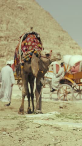 Camel and carts near pyramids in Giza, touristic location and attraction, vertical video. Sunny day in desert in Egypt, traveling to famous landmarks of ancient history, miracle of world and heritage