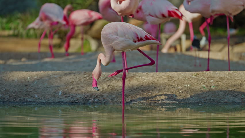 Close up of a bright colorful red American flamingo. This close up video shows a detailed view. Beautiful pink background with pink birds. Gorgeous pink flamingos on the lake