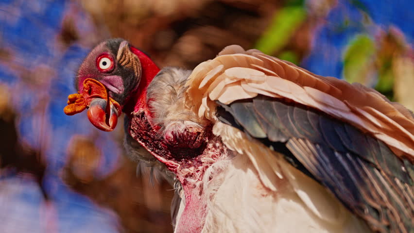 Exotic bird of King vulture. Closeup cleans feathers