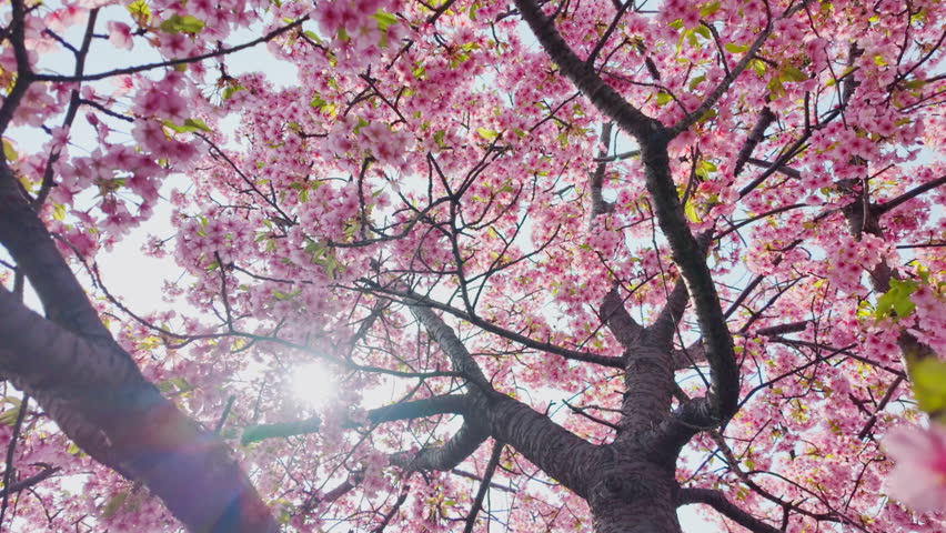 Full bloom pink color cherry blossom or sakura tree blooming during springtime in Japan