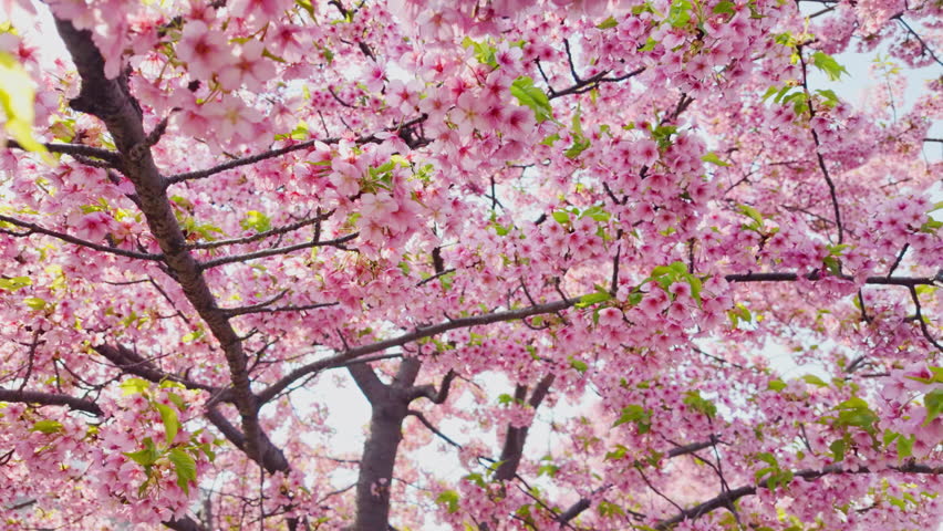Full bloom pink color cherry blossom or sakura tree blooming during springtime in Japan