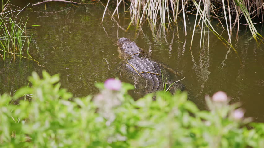 Alligator Gliding Through Swamp Waters