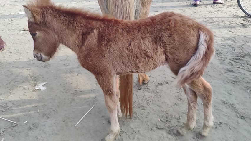 Cute Baby Horse Running Around Foal in the Wild