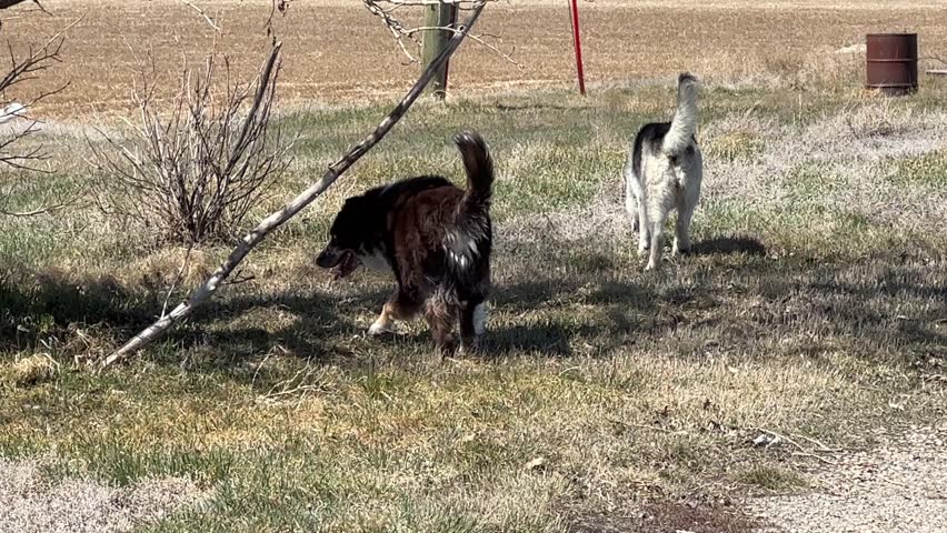 Dogs running and playing together on a rural Alberta farm property. Captured for domestic pet behaviour, outdoor environments, and farm life in Canada.