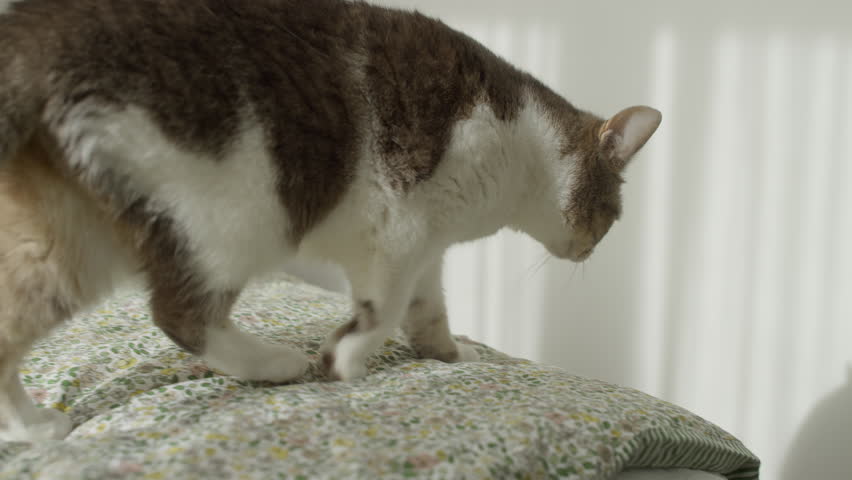 Cat jumping off bed in soft light