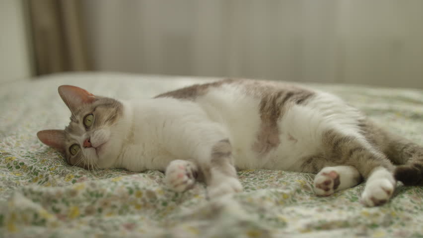 Cat fiercely attacking plush toy on bed