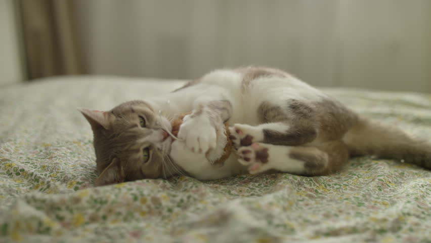 Cat fiercely attacking plush toy on bed