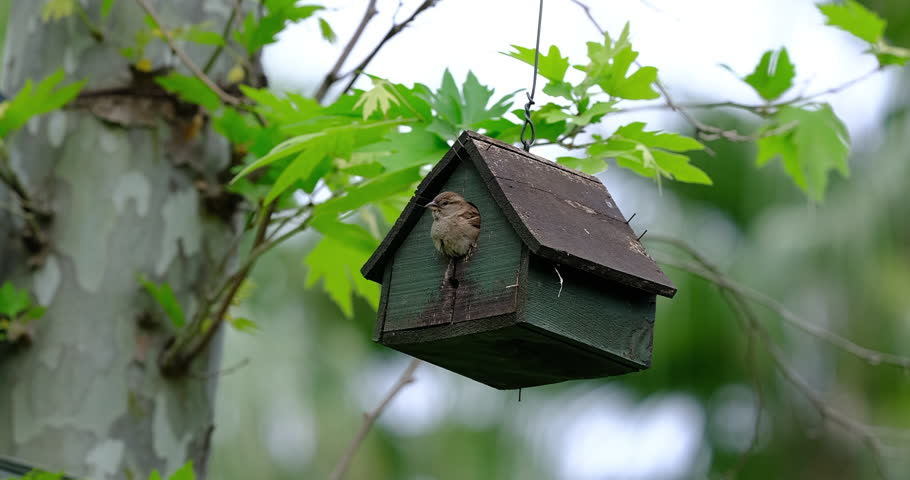 cute sparrow in a wooden birdhouse