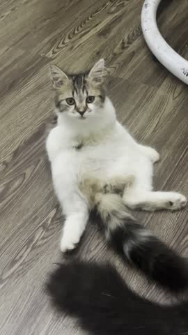 Cute  cat enjoying live without froblem and always happines 