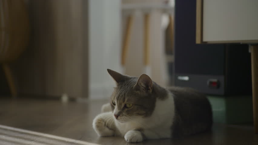 Cat lying on floor in moody indoor light