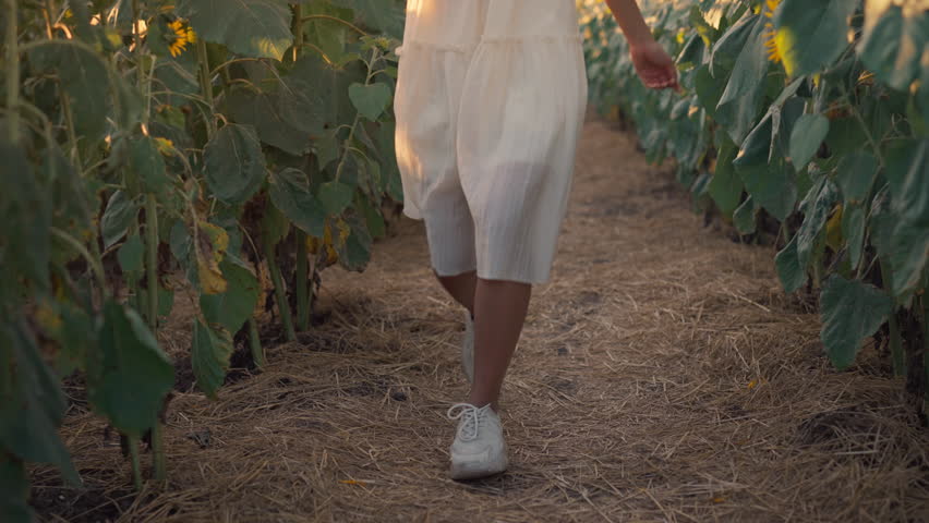 Free asian woman walking on yellow sunflower field. Happy young woman walk through field of a blooming sunflower during summer day. Freedom leisure concept. Slow motion
