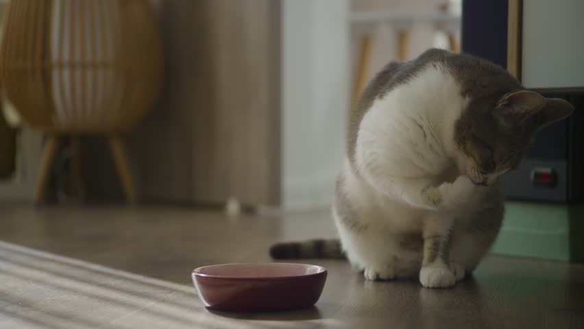 Cat cleaning paw after finishing a meal