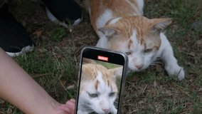 Woman use smartphone to take a video and picture of cat. - Powered by Shutterstock - Get 15% off with code: PIKWIZARD15