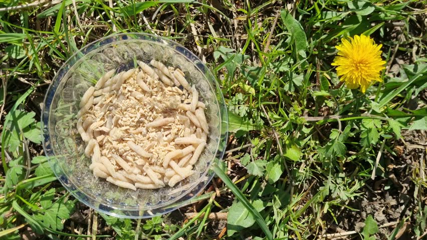 Live maggots wriggling in plastic container with sawdust on green grass. Close-up footage of insect larvae in motion. Bait and biology concept. Design for background and educational content
